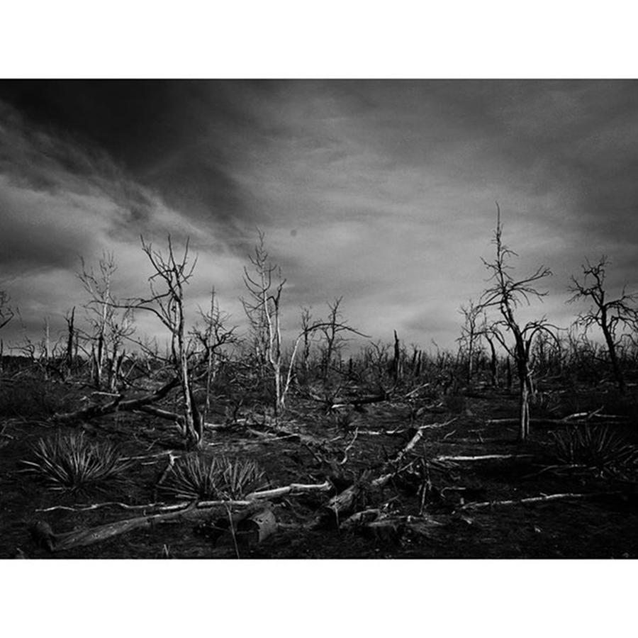 Worldheritage Photograph - Pinyonjuniperwoodlands #regrowth by Megan Self