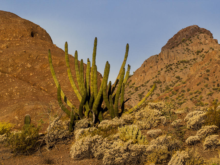 Pipe Organ Cactus at Sunrise Photograph by Jean Noren