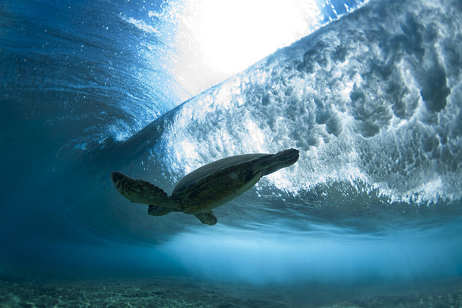 Pipe Turtle Glide  -  part 3 of 3 Photograph by Sean Davey