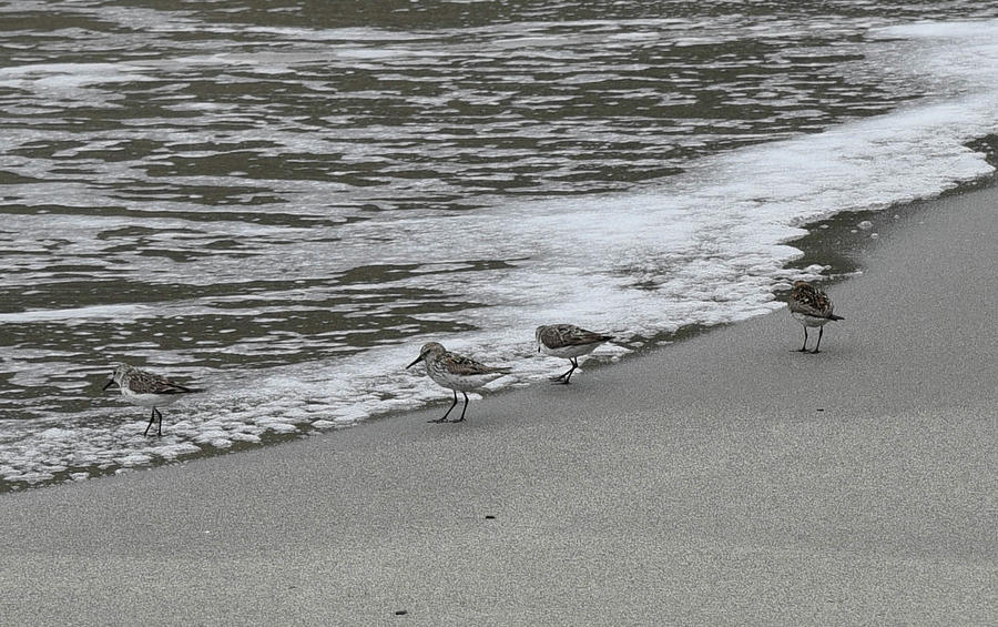 Sandpipers Photograph - Pipers on the water by Rusty Photography by Richard Temkin Sandpipers Photograph - Pipers on the water by Rusty Photography by Richard Temkin