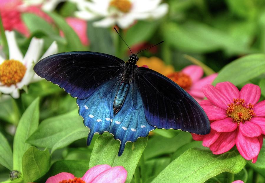 Pipevine Butterfly Photograph - Pipevine Swallowtail by Ronda Ryan