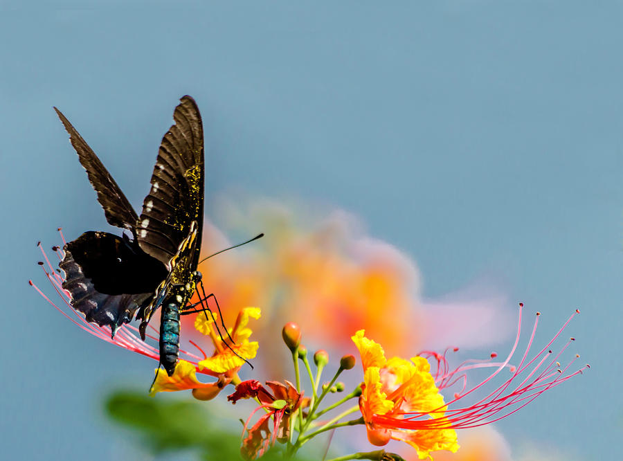 Pipevine Swallowtail 1 Photograph by Leticia Latocki