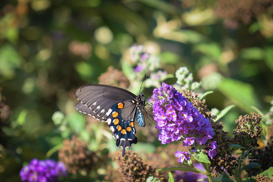 Pipevine Swallowtail 2 Photograph by Jim Thompson