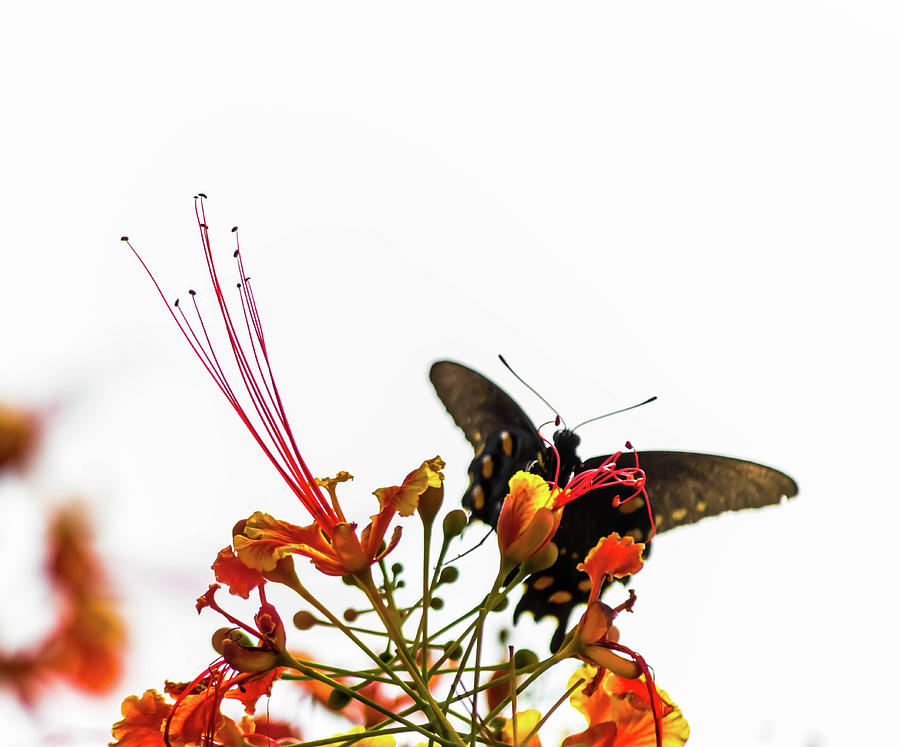 Pipevine Swallowtail 3 Photograph by Leticia Latocki