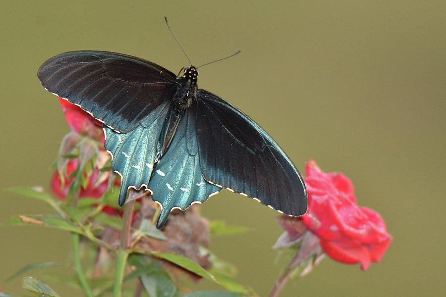 Pipevine Swallowtail Photograph by Alan Lenk