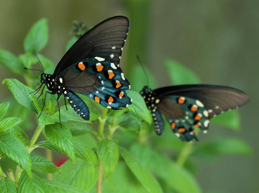 Pipevine Swallowtail Butterflies Photograph by Ginger Stein