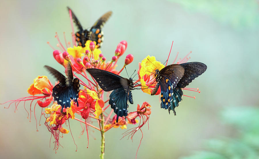 Pipevine Swallowtail Butterflies  Photograph by Saija Lehtonen
