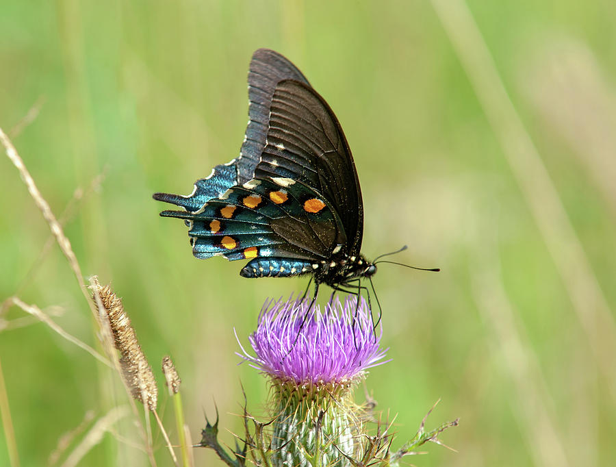 Pipevine Swallowtail Butterfly 2 Photograph by Lara Ellis