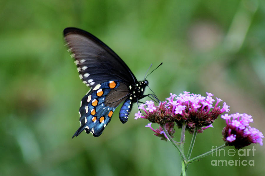 Pipevine Swallowtail Butterfly 2011 Photograph by Karen Adams