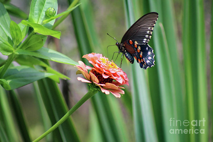 Pipevine Swallowtail Butterfly by Yucca Photograph by Karen Adams