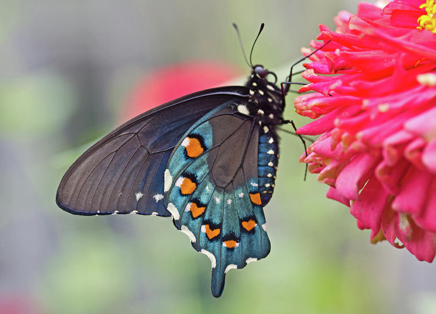 Pipevine Swallowtail Butterfly Photograph by David Freuthal