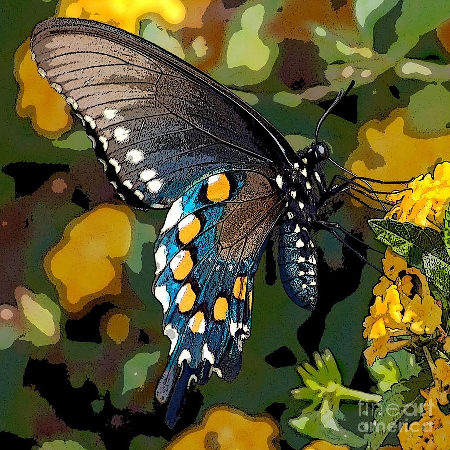 Pipevine Photograph - Pipevine Swallowtail Butterfly by David Smith Pipevine Photograph - Pipevine Swallowtail Butterfly by David Smith
