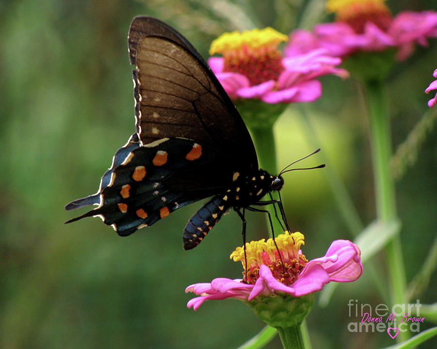 Pipevine Swallowtail Butterfly Photograph by Donna Brown