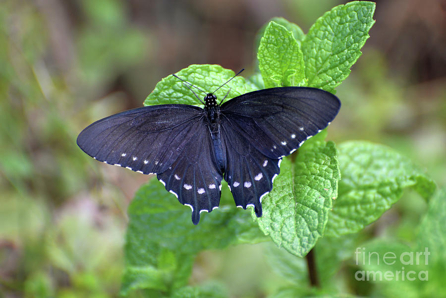 Pipevine Swallowtail Butterfly I Photograph by Denise Bruchman