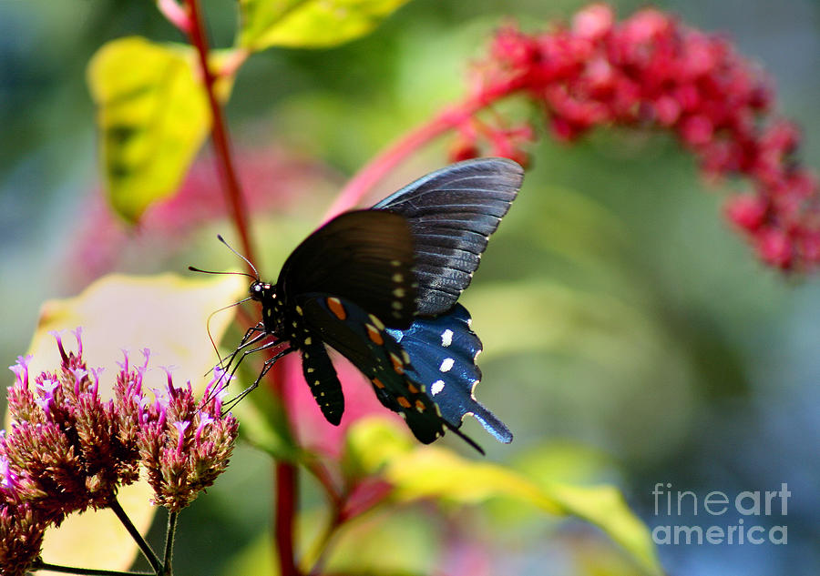 Pipevine Swallowtail Butterfly in Garden Photograph by Karen Adams