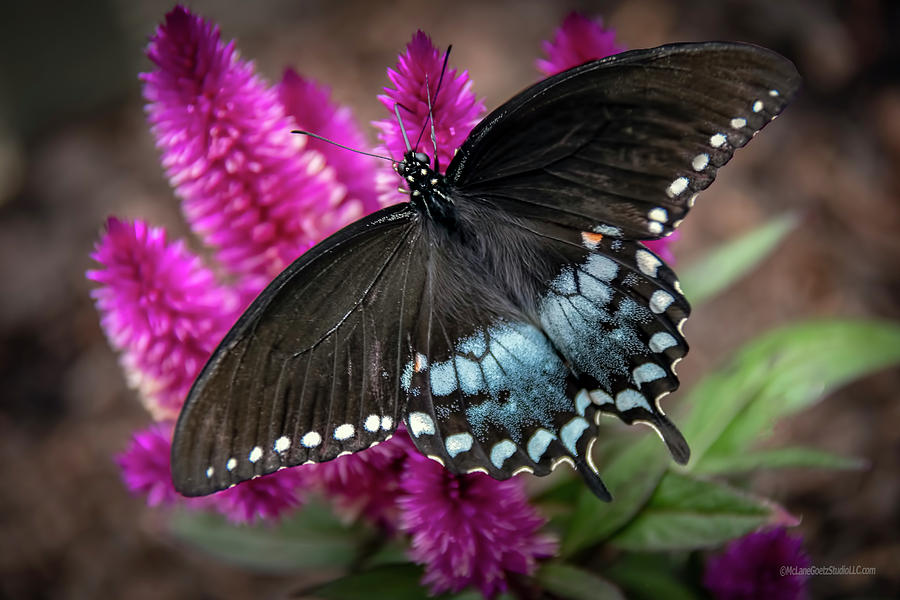 Pipevine Swallowtail Butterfly Photograph by LeeAnn McLaneGoetz McLaneGoetzStudioLLCcom