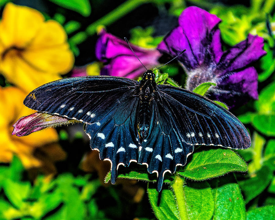 Pipevine Swallowtail Butterfly Photograph by Nick Zelinsky Jr