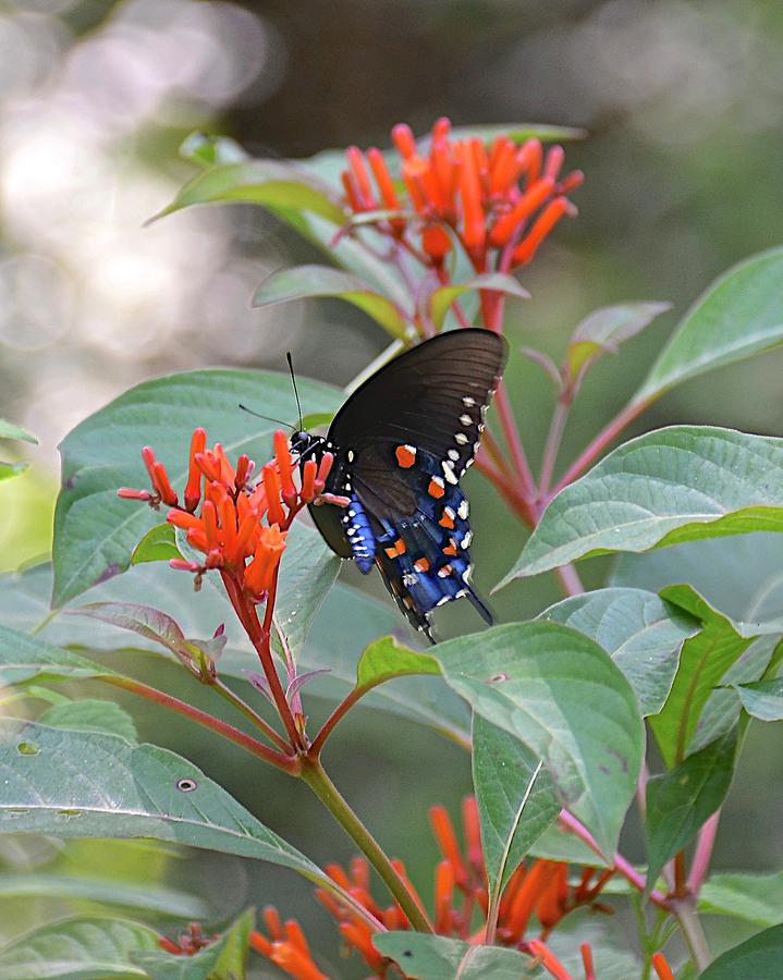 Pipevine Swallowtail Butterfly on Firebush Photograph by Carol Bradley