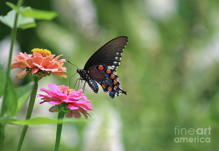 Pipevine Swallowtail Butterfly on Pink Zinnia Photograph by Karen Adams