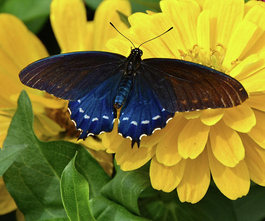 Pipevine Swallowtail Butterfly Photograph by Ronda Ryan
