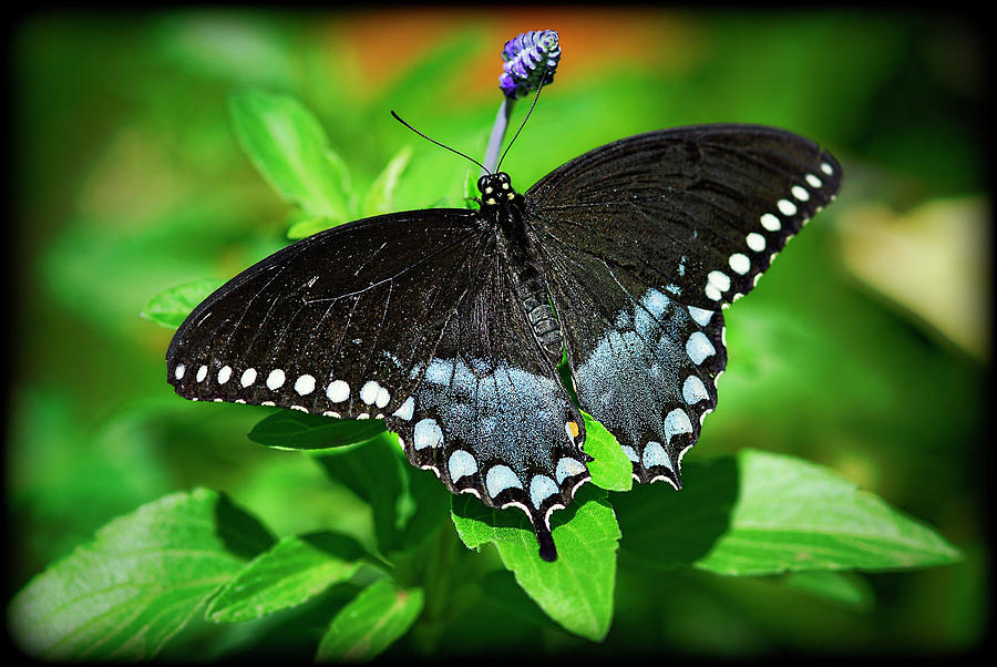 Butterfly Photograph - Pipevine Swallowtail Butterfly by Saija Lehtonen