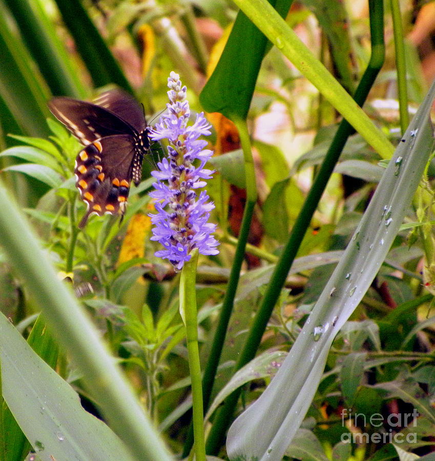 Pipevine Swallowtail Butterfly Photograph by Terri Mills
