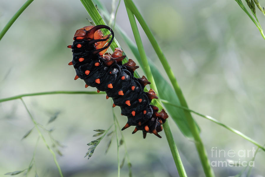 Pipevine Swallowtail Caterpillar 1 Photograph by Al Andersen