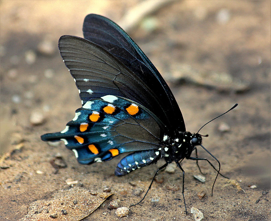 Pipevine Swallowtail Close-up Photograph by Sheila Brown