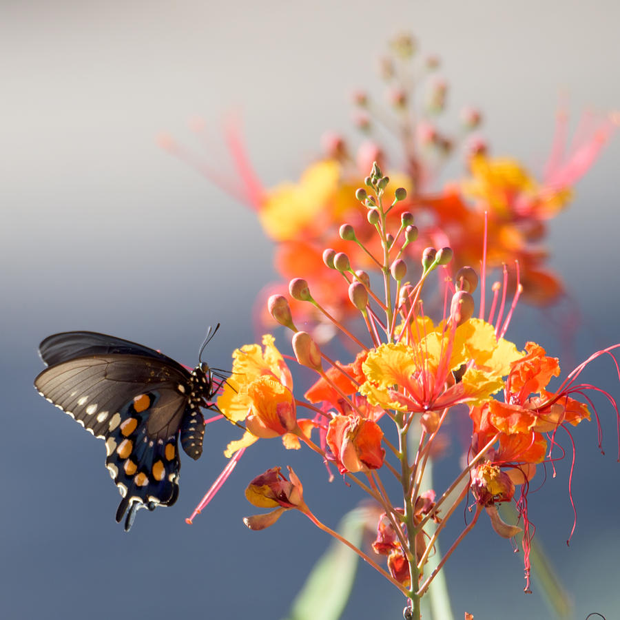 Tucson Photograph - Pipevine Swallowtail by Dan McManus