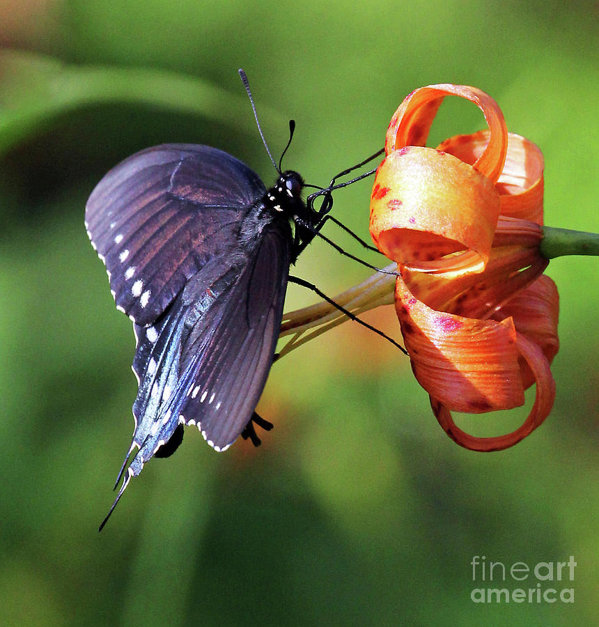 Pipevine Swallowtail Photograph by Jennifer Robin