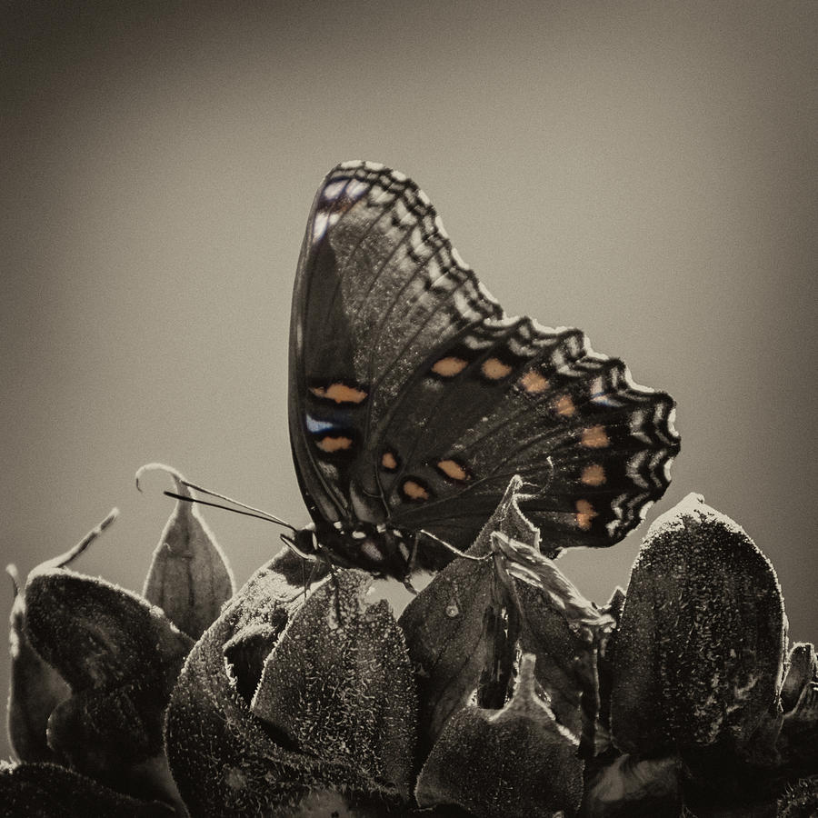 Pipevine Swallowtail Photograph by Jurgen Lorenzen
