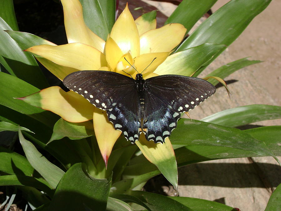 Pipevine Swallowtail Photograph by Laurilee Taylor - Pixels