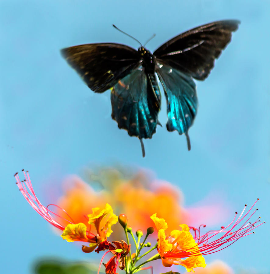 Pipevine Swallowtail Photograph by Leticia Latocki