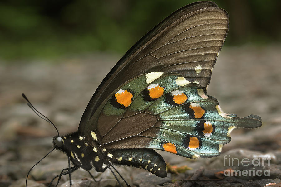Pipevine Swallowtail Photograph by Mike Eingle