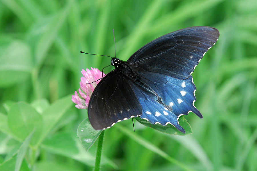 Pipevine Swallowtail on Clover Photograph by Alan Lenk