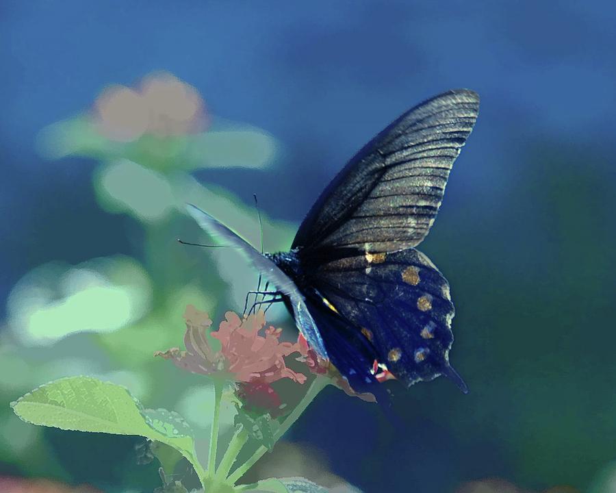 Butterfly Photograph - Pipevine Swallowtail on Lantana by R Michael Ziegler