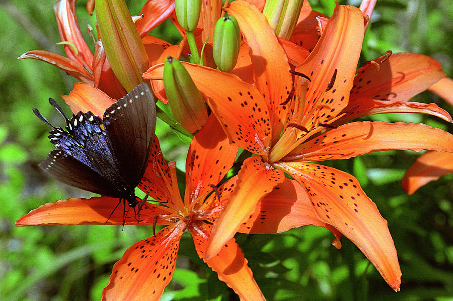 Pipevine Swallowtail on Lily Photograph by Alan Lenk