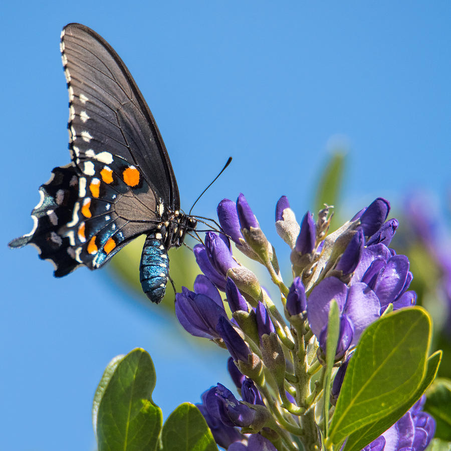 Pipevine Swallowtail on the Texas Mountain Laurel Photograph by Dan ...