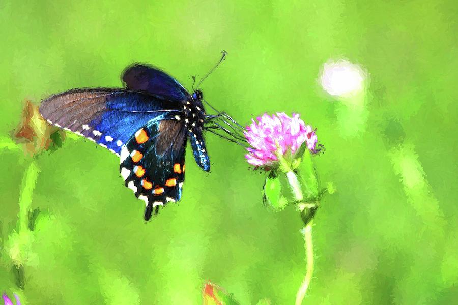 Pipevine Swallowtail Painting Photograph by Carol Montoya
