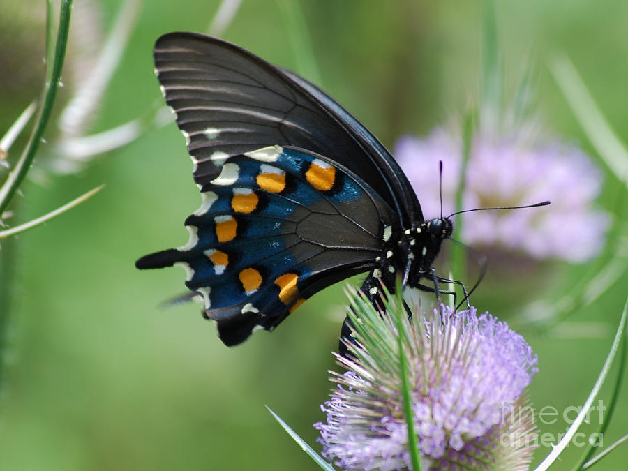 Butterfly Photograph - Pipevine Swallowtail by Randy Bodkins