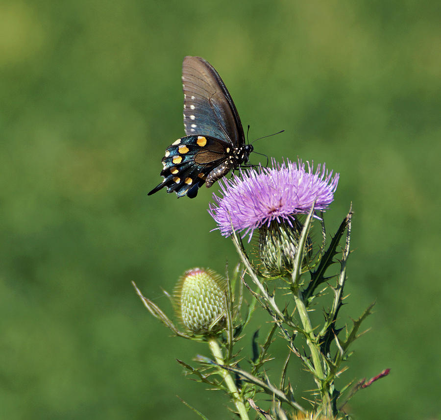 Pipevine Swallowtail Photograph by Sandy Keeton