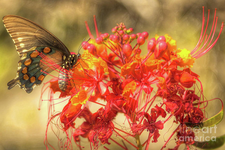 Pipevine Swallowtail with Pride of Barbados Photograph by Michael Tidwell