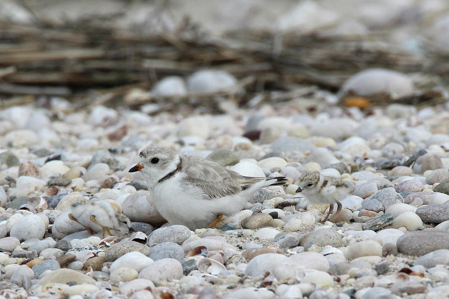 Piping Plover and Chick Port Jefferson New York  Photograph by Bob Savage