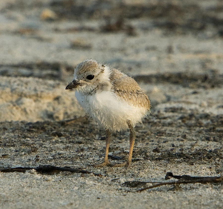 Piping Plover Chick Photograph by Joseph Dlhopolsky - Pixels