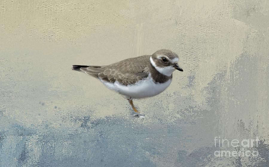 Wildlife Photograph - Piping Plover by Eva Lechner