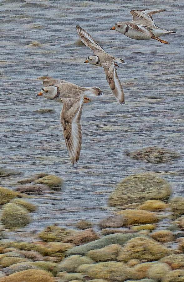 Piping Plover Flight Composite Photograph by Constantine Gregory