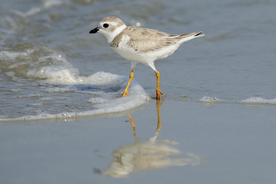 Piping Plover in Surf Photograph by Bradford Martin