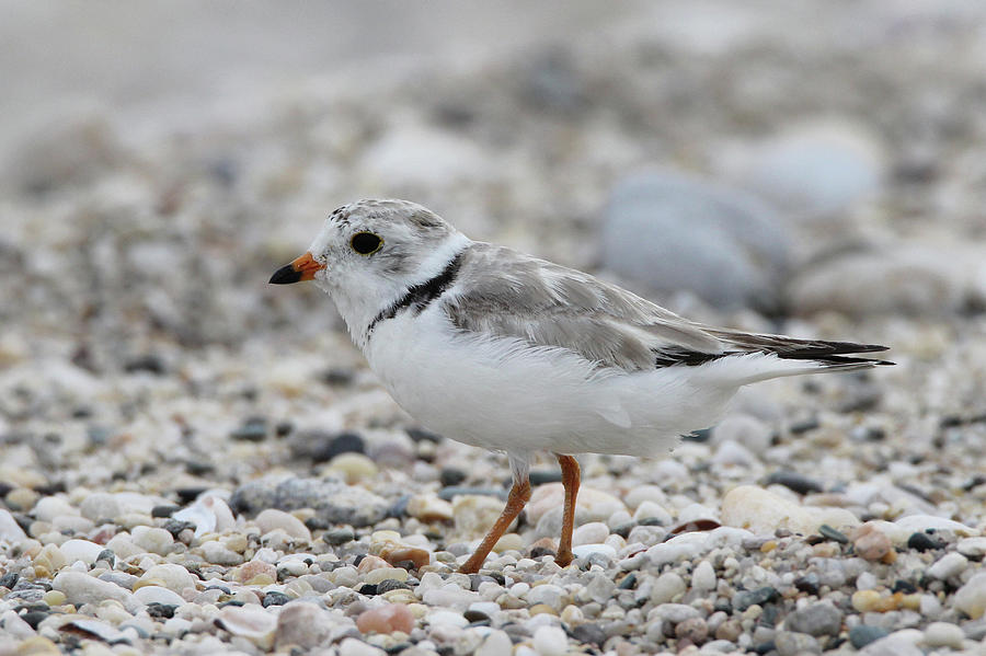 Piping Plover Port Jefferson New York  Photograph by Bob Savage