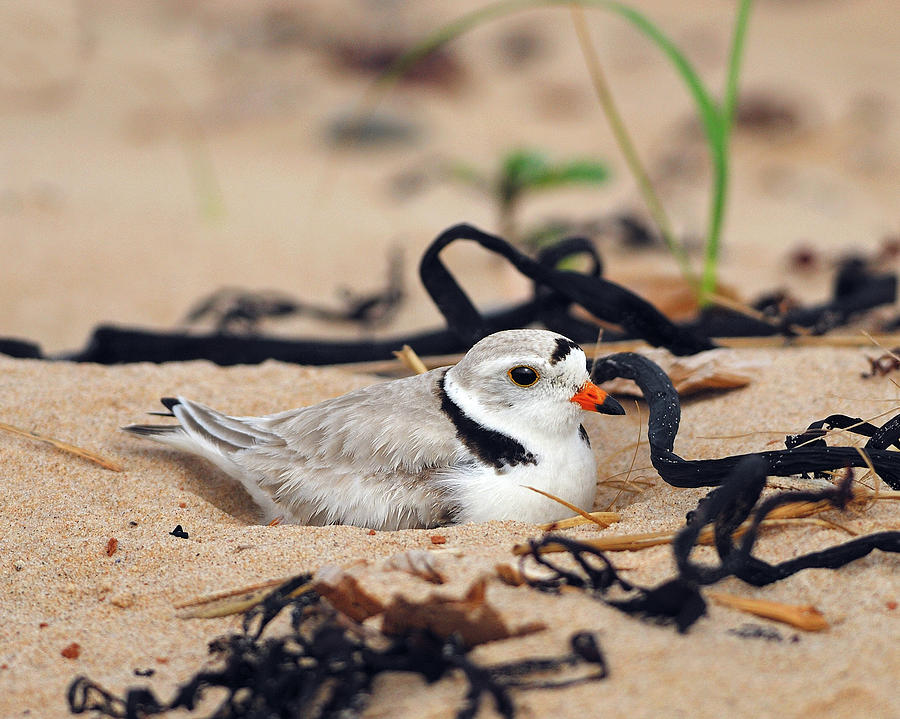Piping Plover Photograph by Tony Beck