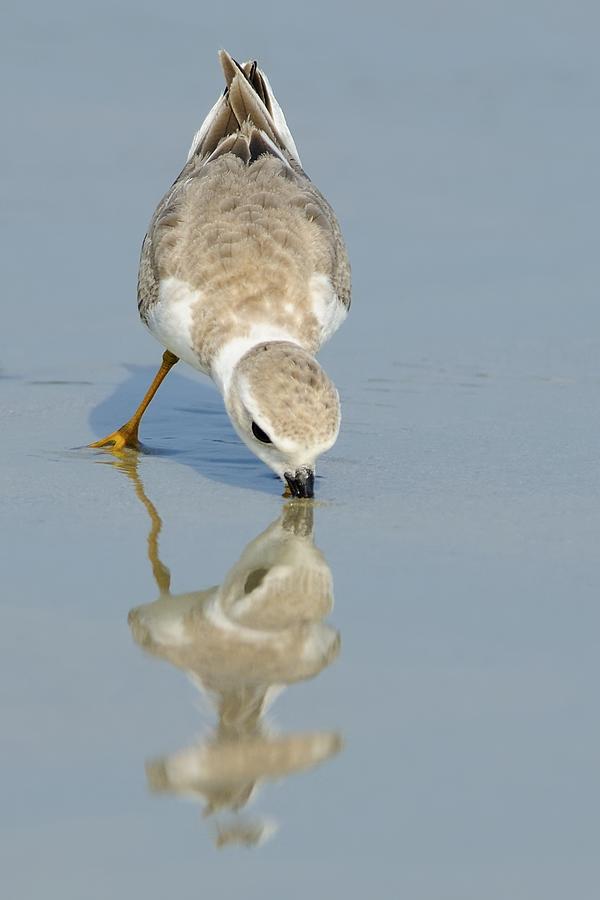 Piping Plover with Reflection Photograph by Bradford Martin